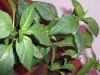 Viele Chilis