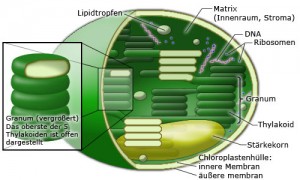 Chloroplast