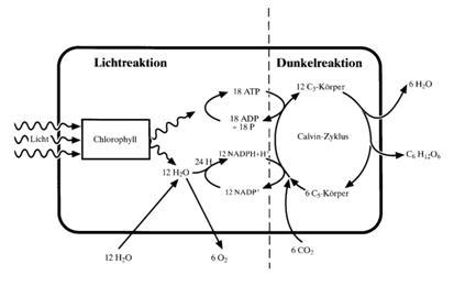 fotosynthese diagramm fotosynthese diagramm