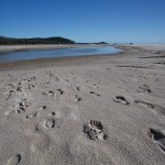 footsteps in the sand :P walk trough beaches