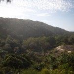 The forest