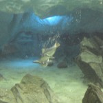 Pinguin Reef