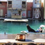 Sealions Show