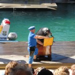 Sealions Show!