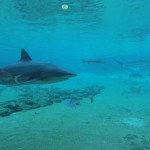 The Shark Reef